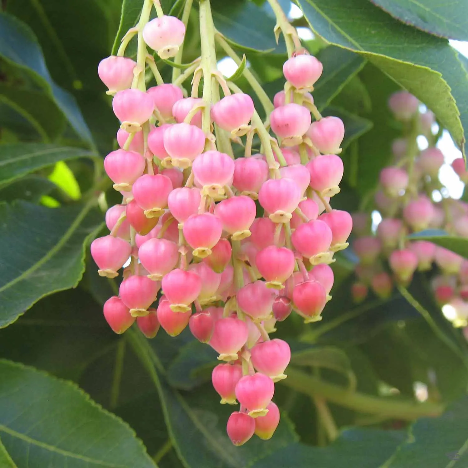 Arbutus 'Marina' Multi-Trunk