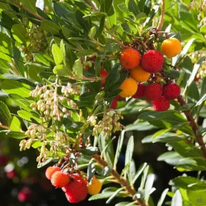 Arbutus 'Marina' Multi-Trunk