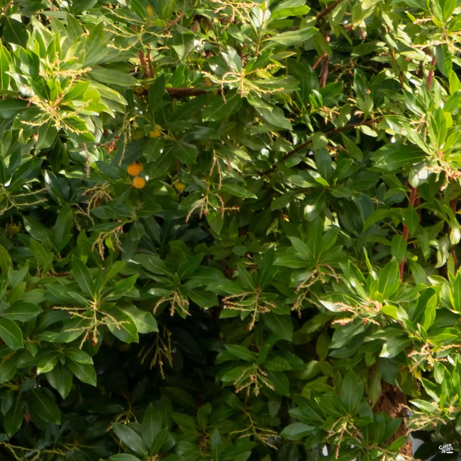 Arbutus 'Marina' Multi-Trunk