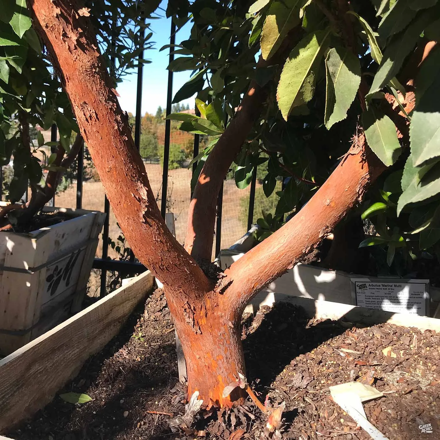 Arbutus 'Marina' Multi-Trunk