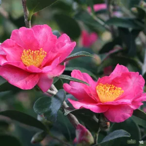 Camellia s. 'Kanjiro' | Monrovia